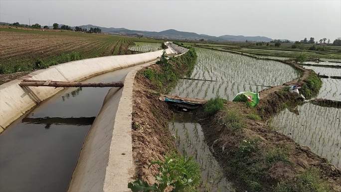 水稻稻田 走在稻田间