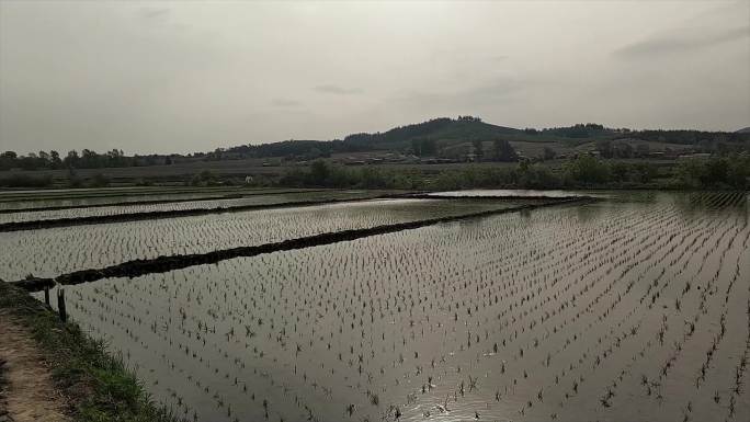 水稻撒化肥 水稻种植