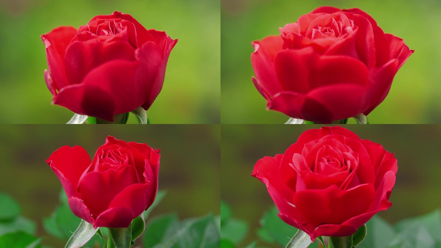 红玫瑰绽放开花延时摄影