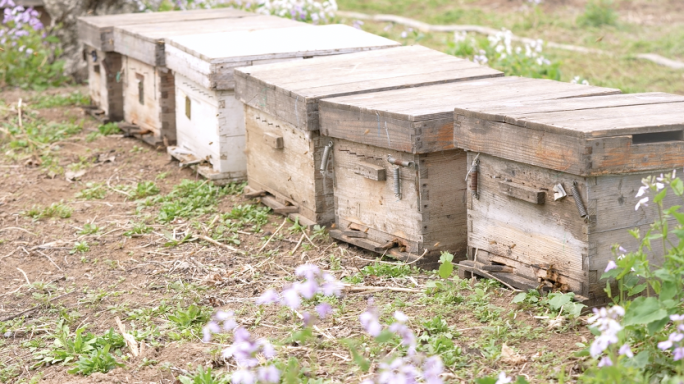 小蜜蜂 采花粉 养蜂 樱桃花