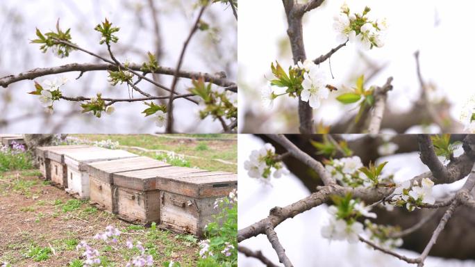小蜜蜂 采花粉 养蜂 樱桃花