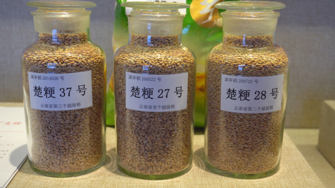 超级稻种子研发