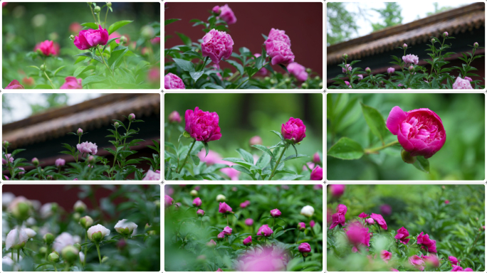 芍药花 雨后 水滴