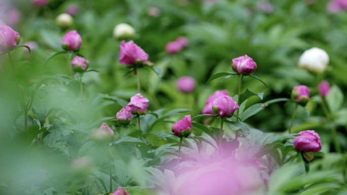 芍药花 雨后 水滴