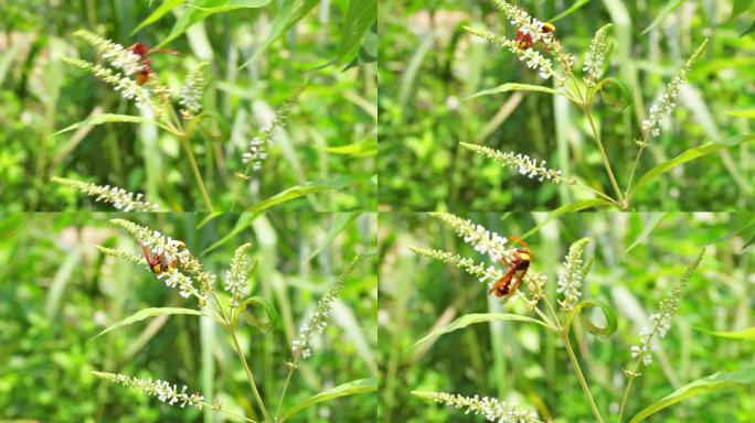 一只黄蜂蚂蜂落在花上采蜜