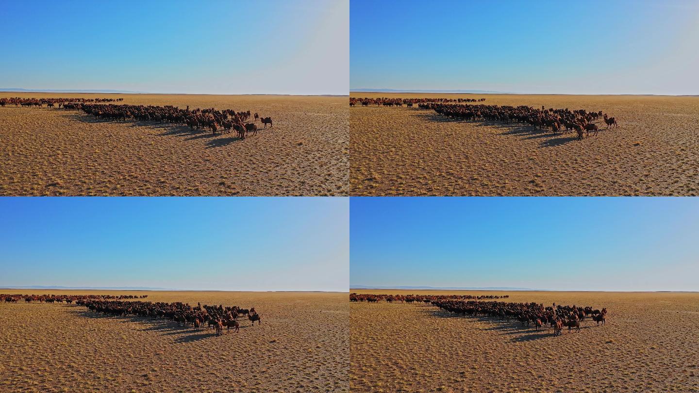 【原创】蒙古草原双峰驼骆驼群航拍10