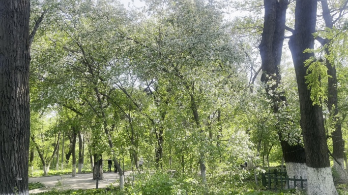 林园 小路 树林 绿色 植物 散步 白花