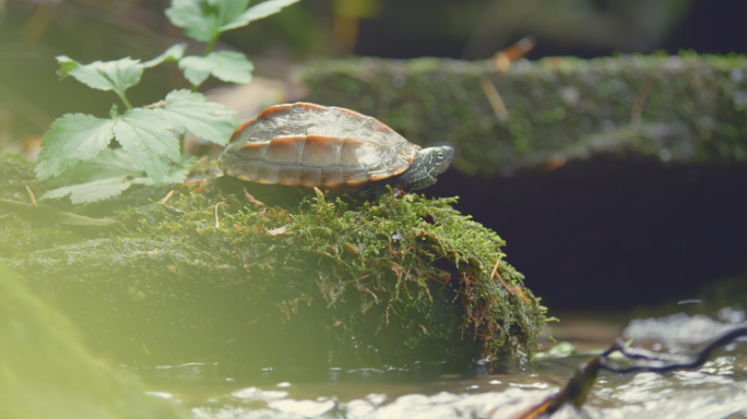 野外溪水里的乌龟草龟大自然