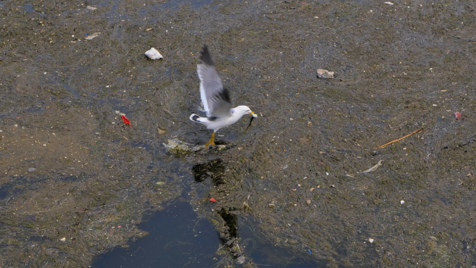 海洋环境污染