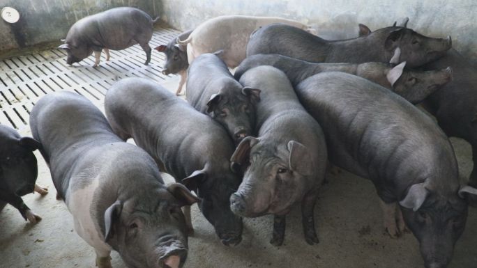 大山里的养猪场 农民割牧草做猪饲料喂猪