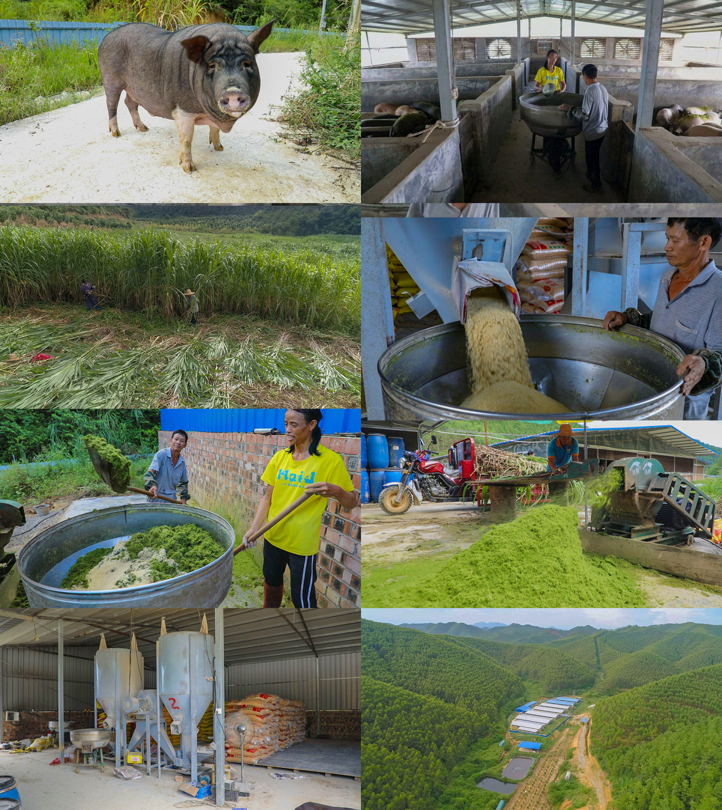 大山里的养猪场 农民割牧草做猪饲料喂猪