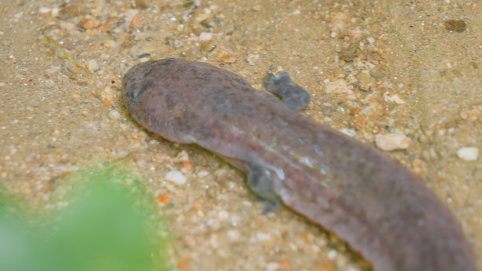 野外娃娃鱼二级保护动物