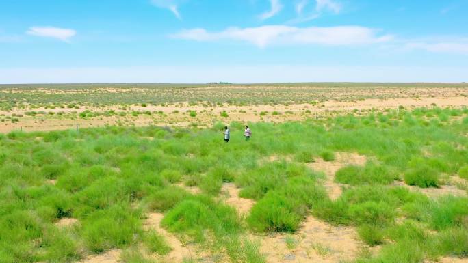 沙漠里的杨柴4K航拍