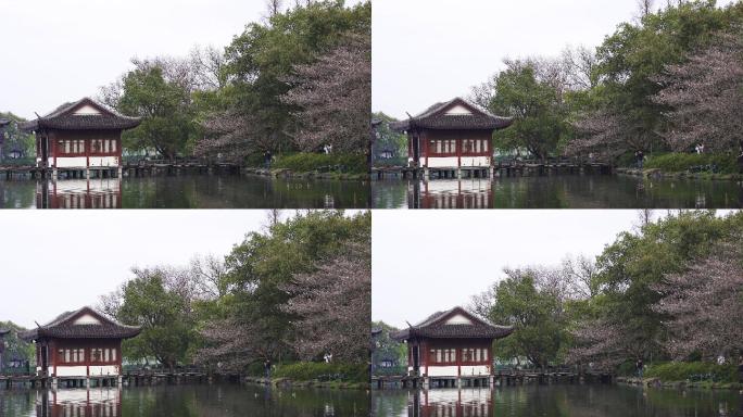 杭州西湖曲院风荷春天樱花