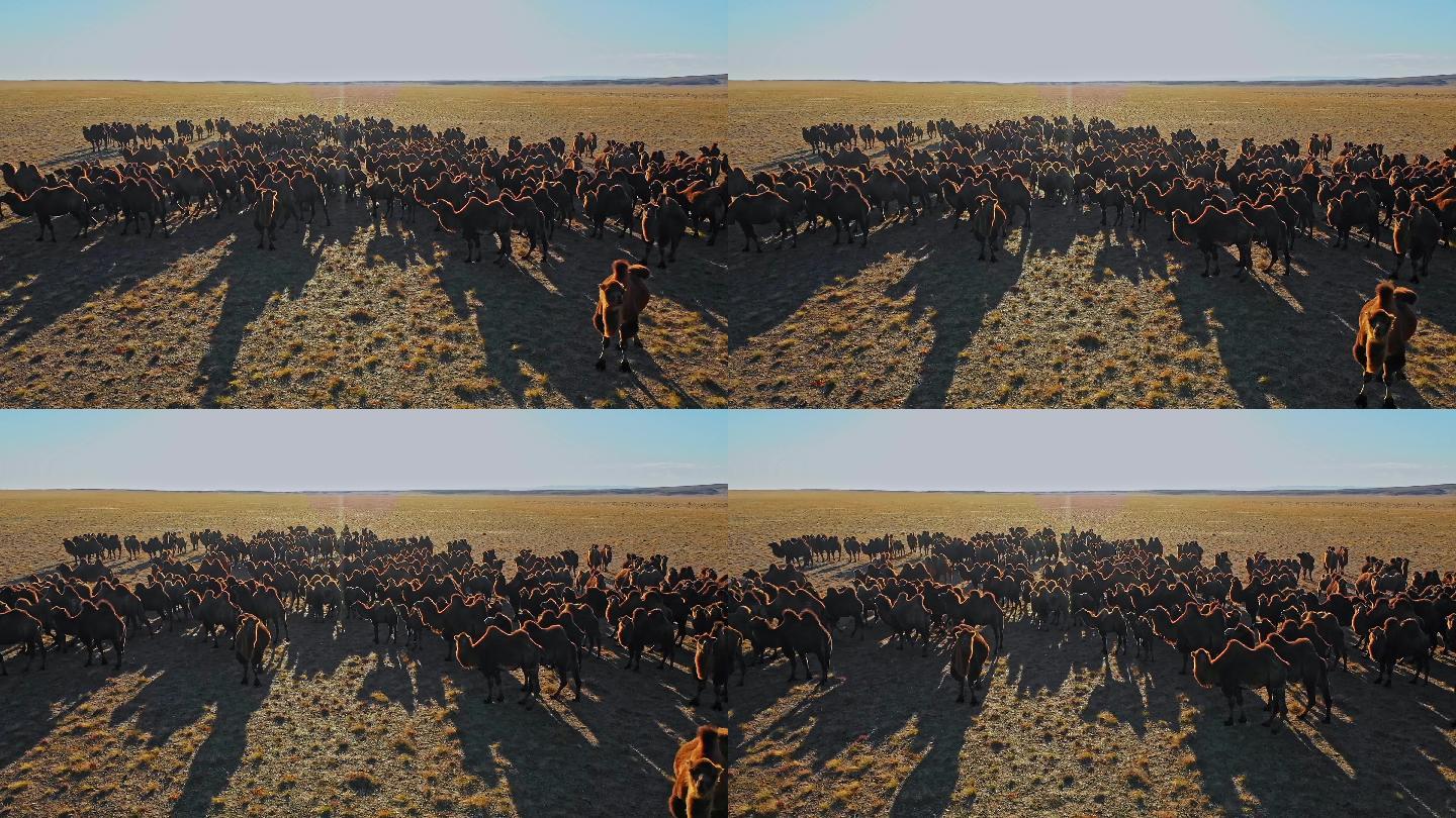 【原创】蒙古草原双峰驼骆驼群航拍8