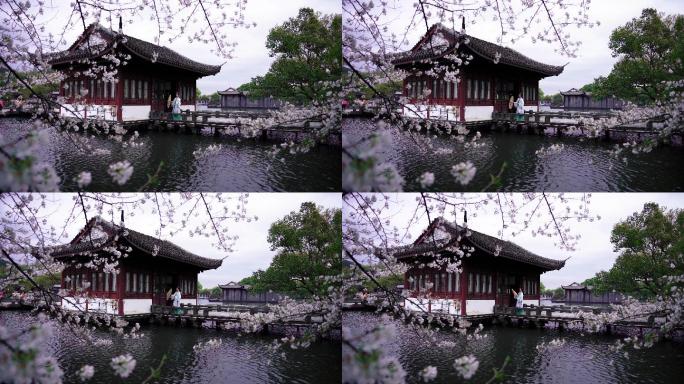 春天的杭州西湖曲院风荷的樱花