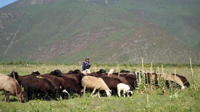 高原畜牧业放羊 羊群 纳西族