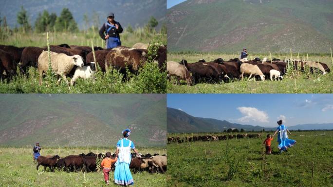 高原畜牧业放羊 羊群 纳西族
