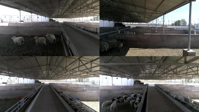 羊圈养殖设施畜牧设施