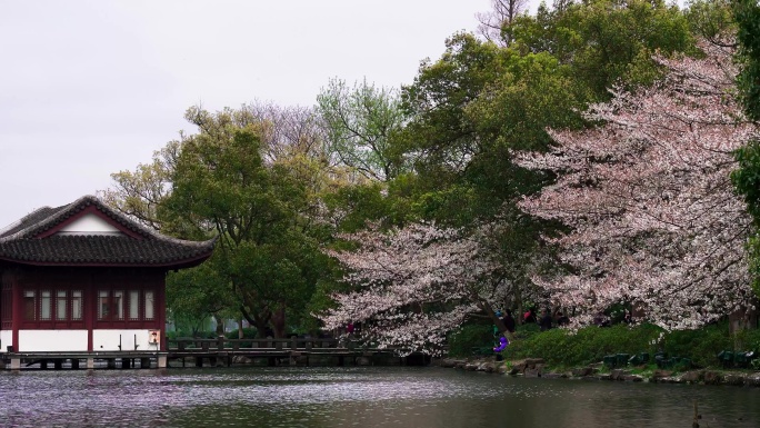春天的杭州西湖曲院风荷的樱花