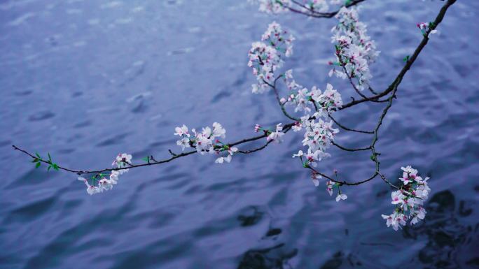 春天的杭州西湖湖边樱花特写
