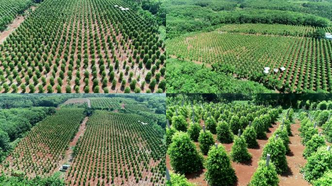 航拍胡椒种植基地 胡椒树 胡椒产地