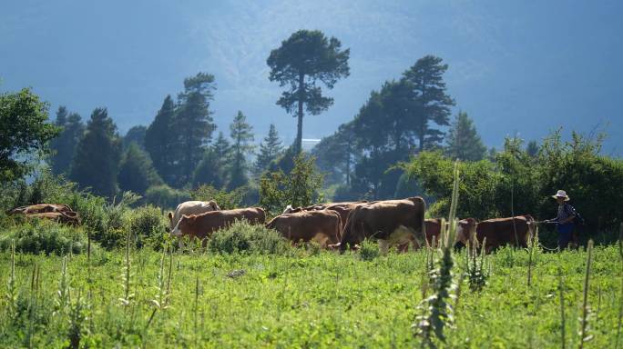 高原畜牧业 放牛 牛群