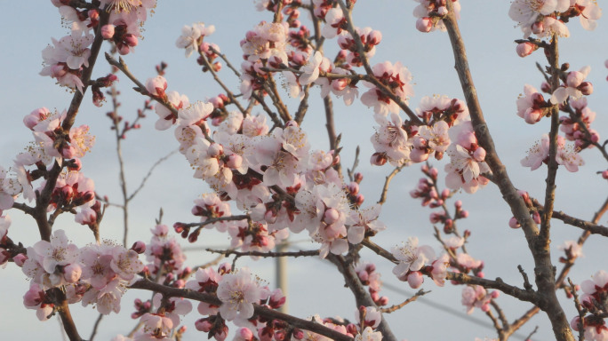 山杏花开素材