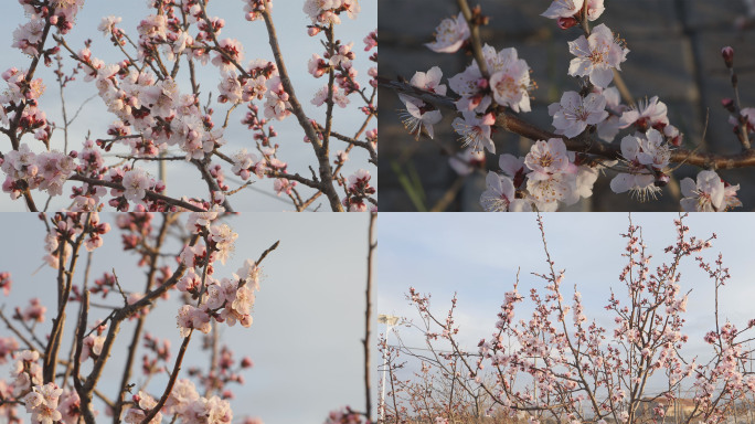 山杏花开素材