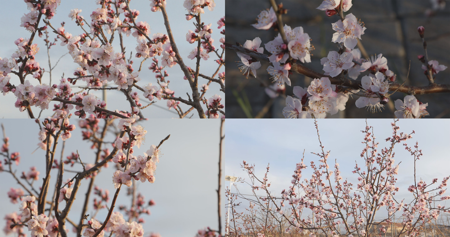 山杏花开素材