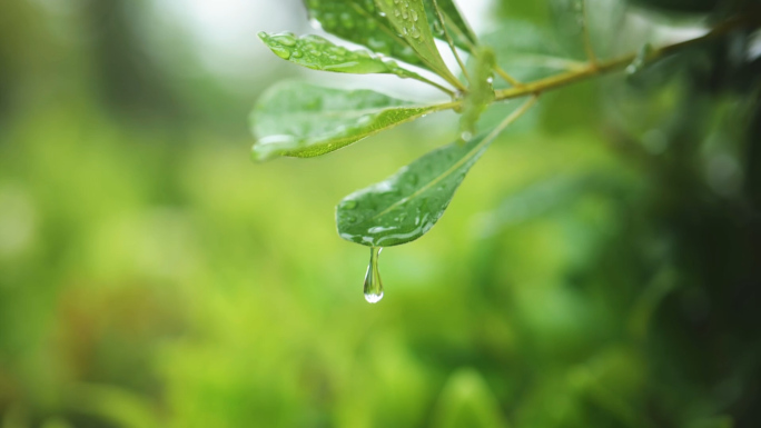 下雨植物树叶水滴下落升格视频