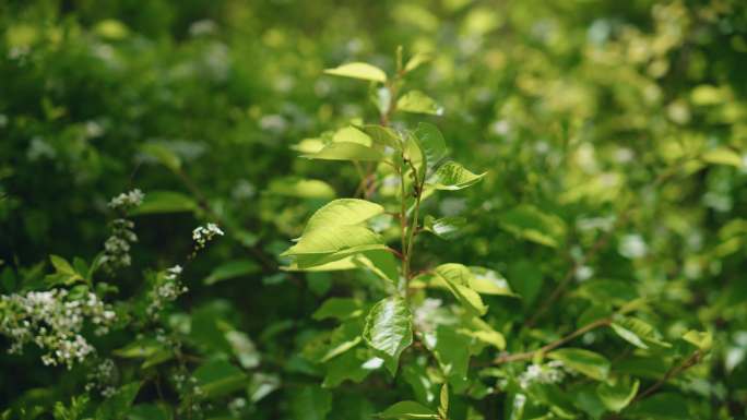 8k绿色植物树叶树木自然风景逆光