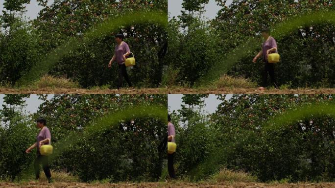 农村妇女摘杏