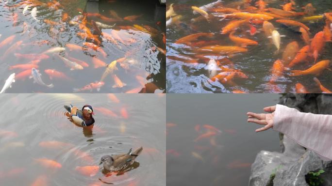 花港观鱼 4K 锦鲤 鲤鱼 西湖景区