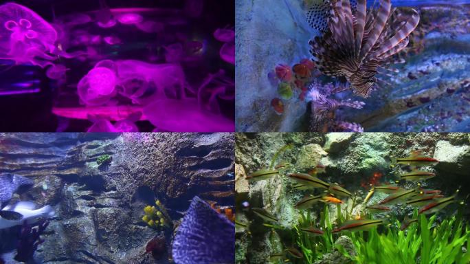 海底世界水母和鱼儿