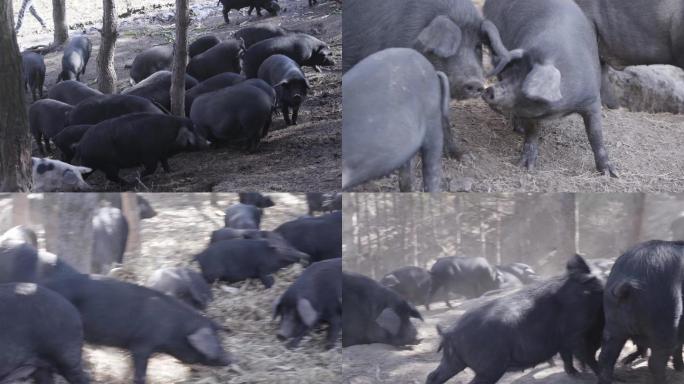 黑山猪4K