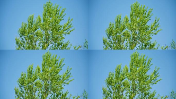 8k树木自然清新空境唯美新鲜空气蓝天