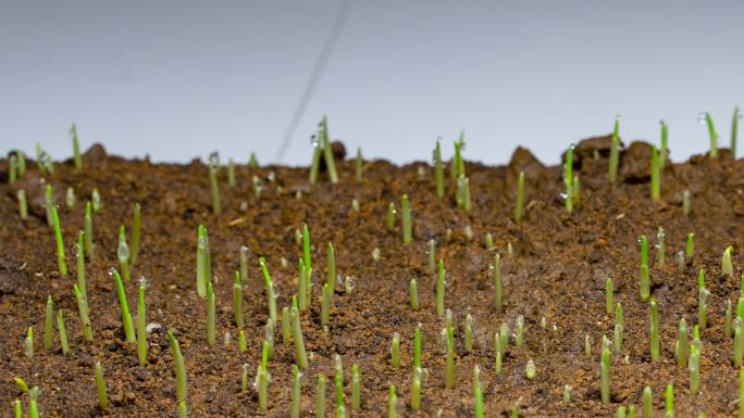 种子发芽 植物生长 麦子生长 破土而出