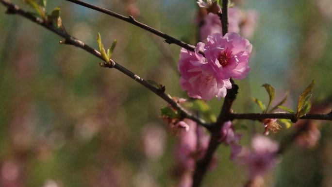 杏花开满枝头