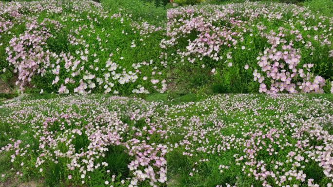 光影牵牛花光影花卉牵牛花海航拍4k实拍