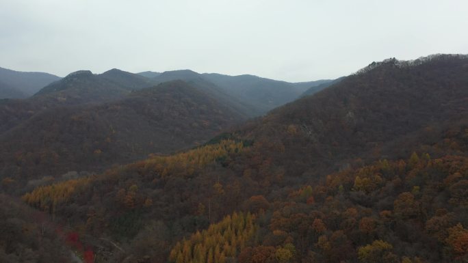 风景 山区 树林  枫叶 秋季