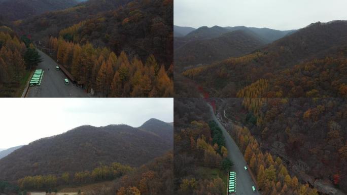 风景 山区 树林  枫叶 秋季