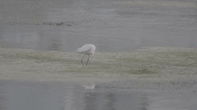 白鹭湿地水中捕鱼100p slog