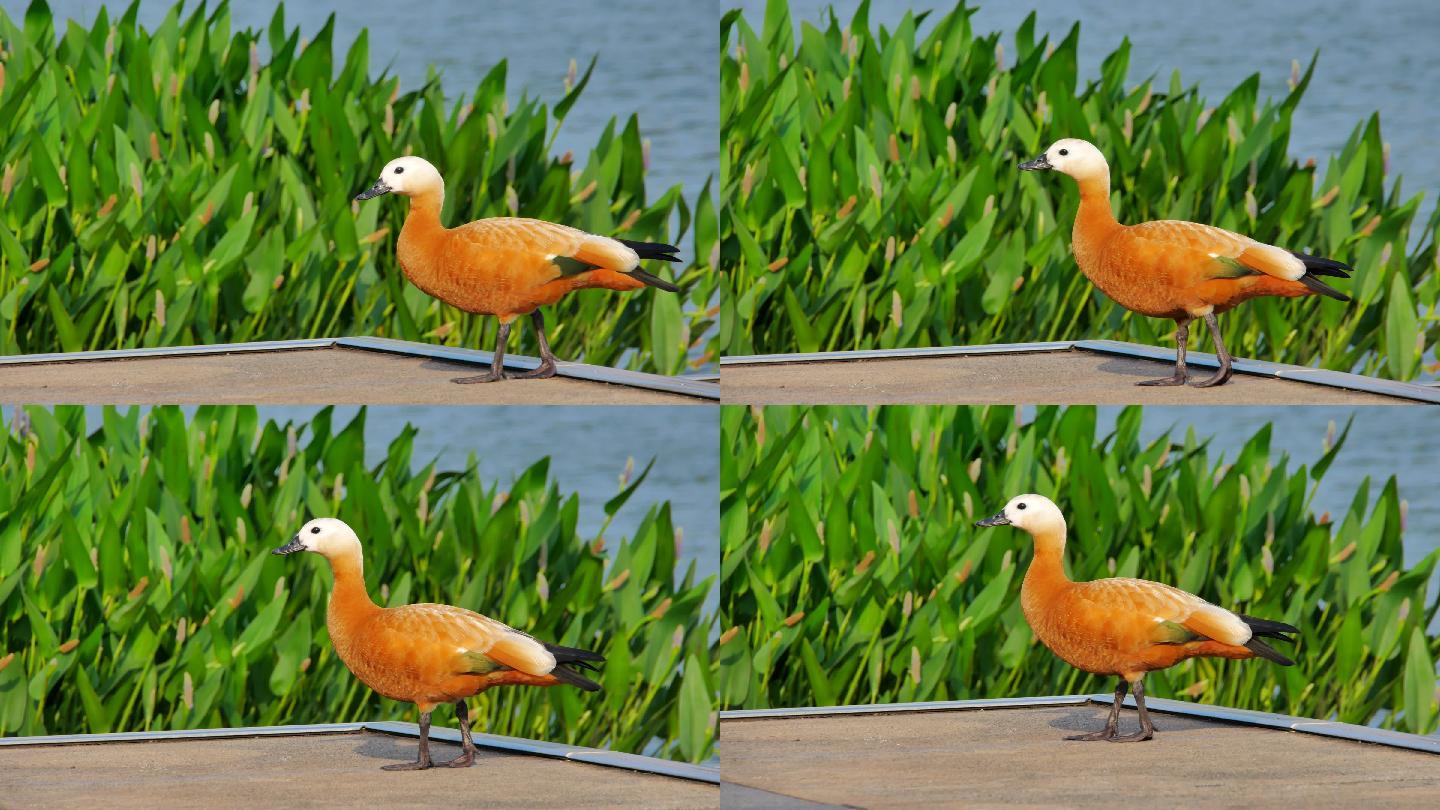 湖边的赤麻鸭
