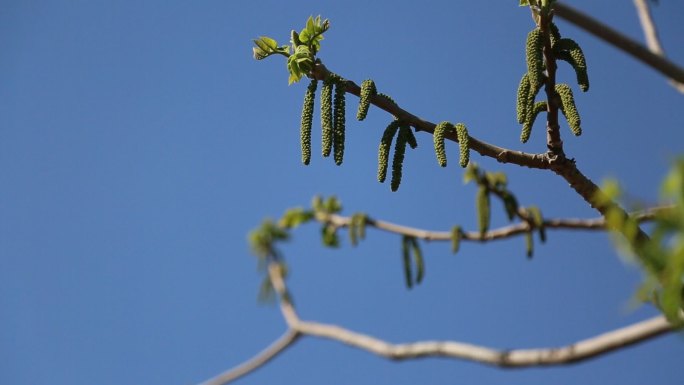 春天核桃树上的毛毛狗，树种