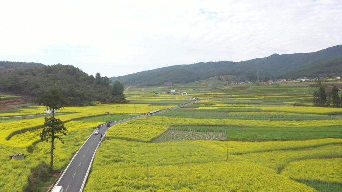 云南 玉溪 富良棚 油菜花 炊烟 航拍