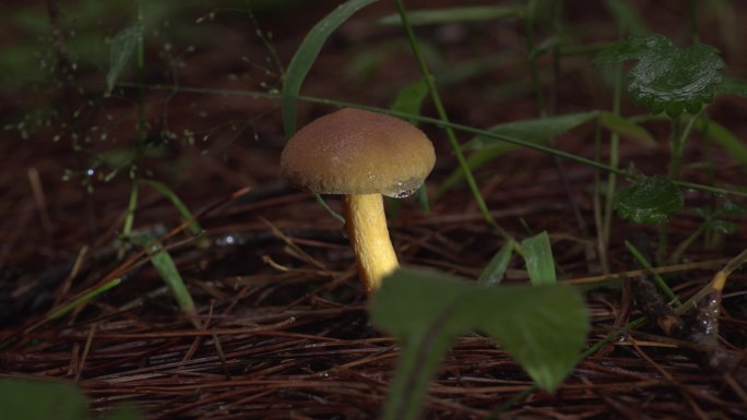 森林下雨中的蘑菇