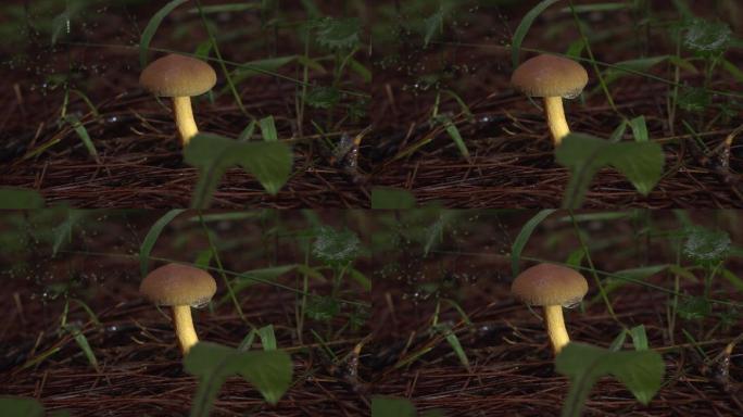 森林下雨中的蘑菇