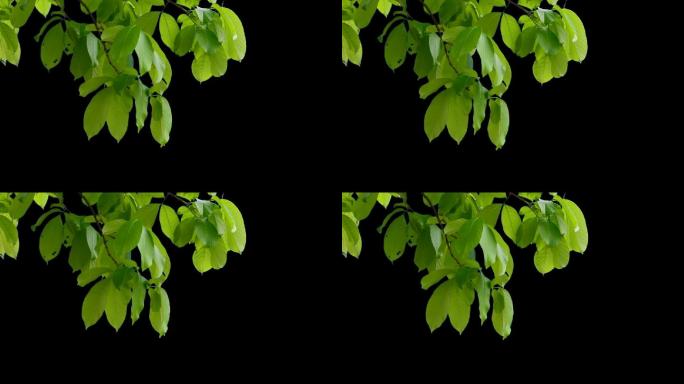 实拍带通道绿色树叶动态素材抠像可用合成