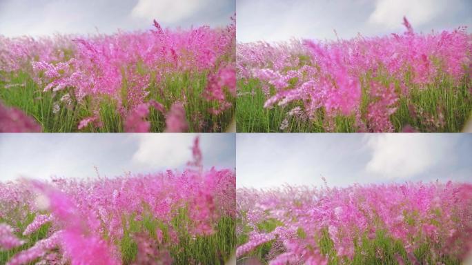 粉色薰衣草